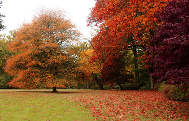Autumn colours on trees at Stourhead Gardens, Wiltshire, UK