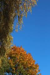 Autumn Yellow and Red Maple Leaves Placed as a Frame Against Blue Sky Background.