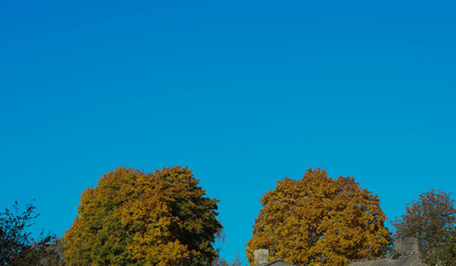 Fototapeta premium Autumn Yellow and Red Maple Leaves Placed as a Frame Against Blue Sky Background.