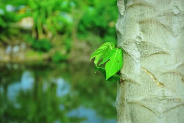 Fresh green papaya leaf on the tree