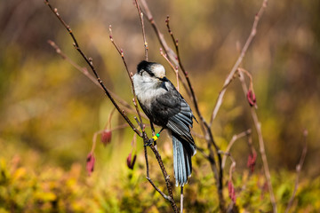 Grey Jay