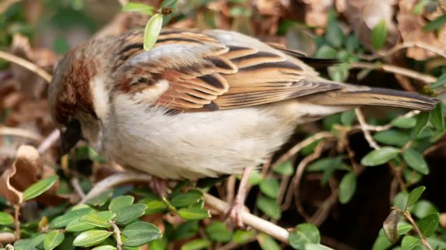 Male house sparrow (non-breeding plumage) on a branch, then hoping out of the picture.