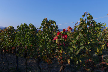 Fototapeta na wymiar single red leaves in a green vineyard