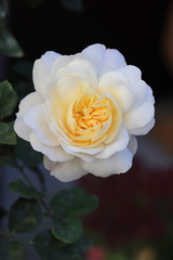english rose Emanuel in cream white
