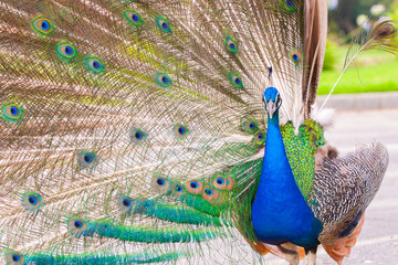 Obraz premium Peacock
