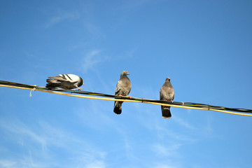 pigeons sitting on wires against the blue sky 