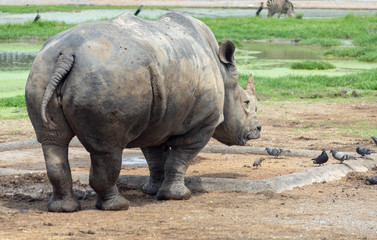 サイ・サファリ・絶滅・動物・巨大