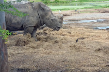 サイ・サファリ・絶滅・動物・巨大