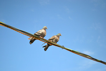 pigeons sitting on wires against the blue sky 