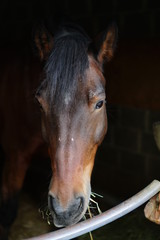 Brown horse eating hay