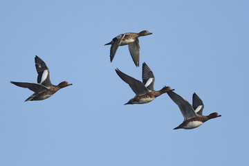 Eurasian wigeon (Mareca penelope)