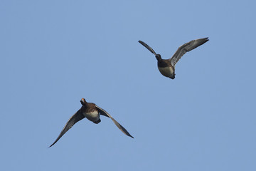 Eurasian wigeon (Mareca penelope)