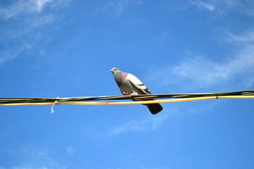 pigeons sitting on wires against the blue sky 