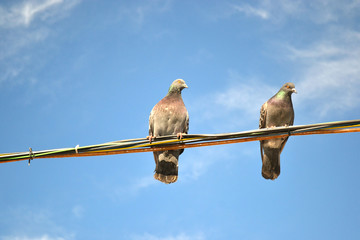 pigeons sitting on wires against the blue sky 
