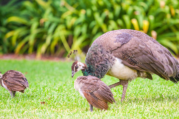 female peacock and baby