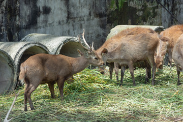 鹿・角・野生・動物・公園