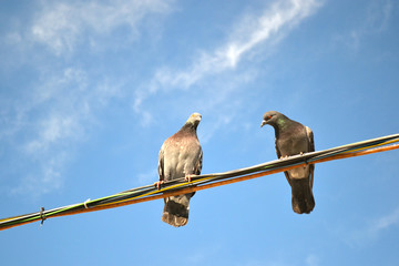 pigeons sitting on wires against the blue sky 