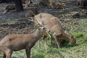 鹿・角・野生・動物・公園