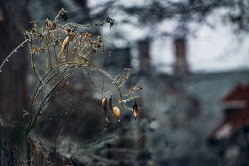 Magical glowing shiny ice covered arched branches and seedpods in an old neighborhood after a spring ice storm