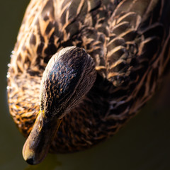 duck from above