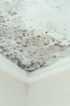 Mold grows well on paper products, plaster, ceiling tiles, products.