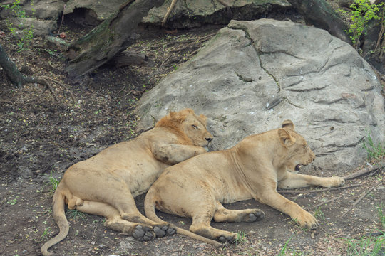 1 0 最適な 百獣の王 画像 ストック写真 ベクター Adobe Stock
