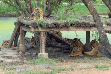 トラ・タイガー・家族・肉食・危険
