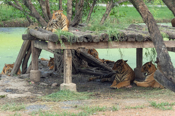 トラ・タイガー・家族・肉食・危険