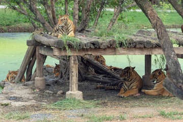 トラ・タイガー・家族・肉食・危険