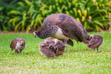 female peacock and baby