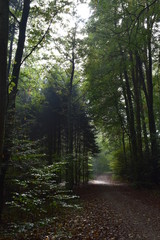 Fototapeta premium forest