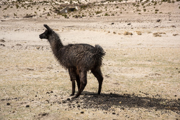 Pooping llama © Patrick