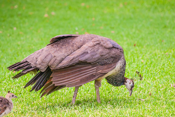 female peacock and baby