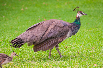 female peacock and baby
