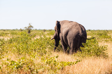 A lone male elephant walks through the dry bush, Kruger park, South Africa.