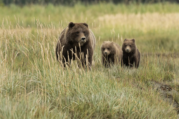 Brown bear mom & cubs in meadow;  Alaska
