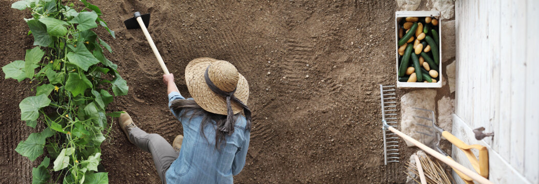 woman farmer working with hoe in vegetable garden, hoeing the soil near a cucumber plant, top view and copy space template