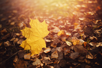 Closeup of autumn leaf of yellow canadian maple in park. glare of sun.