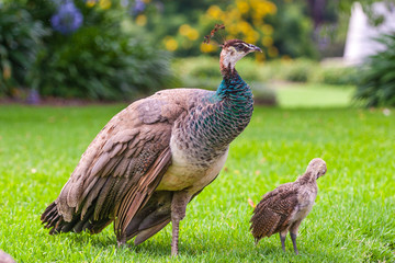 female peacock and baby