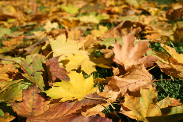Carpet of colored maple leaves in Autumn