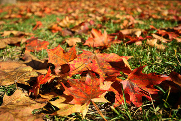 Carpet of colored maple leaves in Autumn