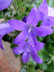 Fleurs de campanule couvertes de gouttes