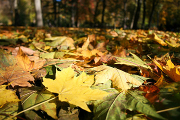 Carpet of colored maple leaves in Autumn