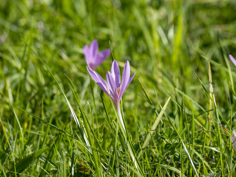 Colchiques d'automne ou safrans des pr&egrave;s (Colchicum autumnale)
