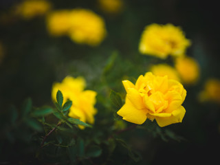 bush of blooming yellow roses in the garden