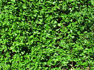 Fototapeta na wymiar Natural texture composed of vivid green leaves, photo close-up, gardening background