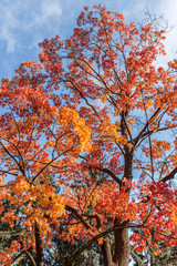 Beautiful autumn. Autumn background. Orange leaves in sunny background