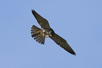 Eurasian hobby (Falco subbuteo)