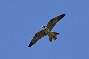 Eurasian hobby (Falco subbuteo)