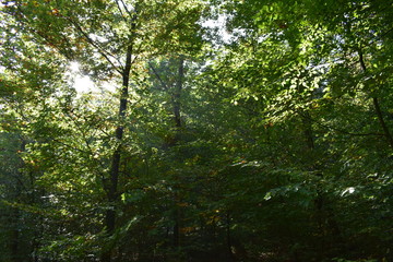 Fototapeta premium forest